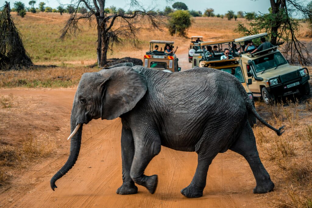 Trip Search Result pexels droneafrica 13234382
