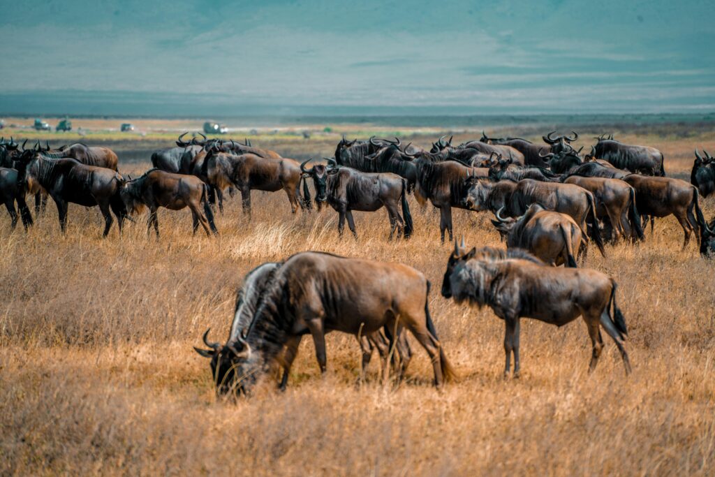 Trip Search Result pexels droneafrica 15373902